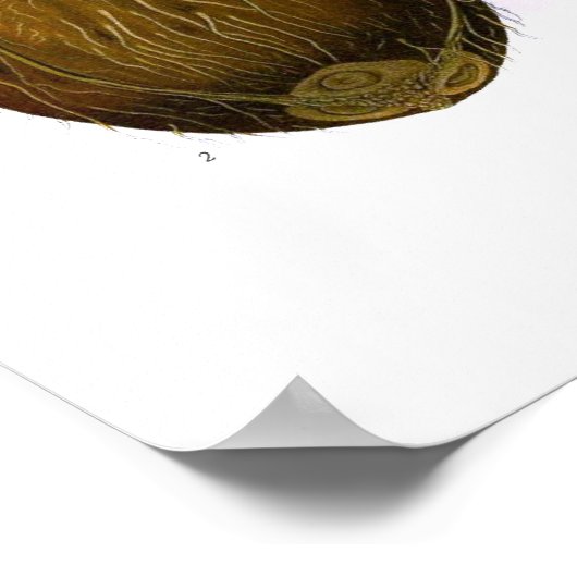 ココヤシ（ヤシ） ポスター (角)