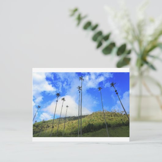 ココラ渓谷のコロンビアのワックスヤシの木 ポストカード (スタンド正面)