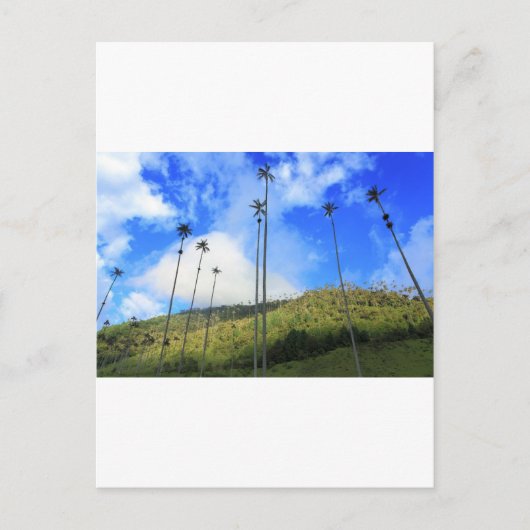 ココラ渓谷のコロンビアのワックスヤシの木 ポストカード (正面)