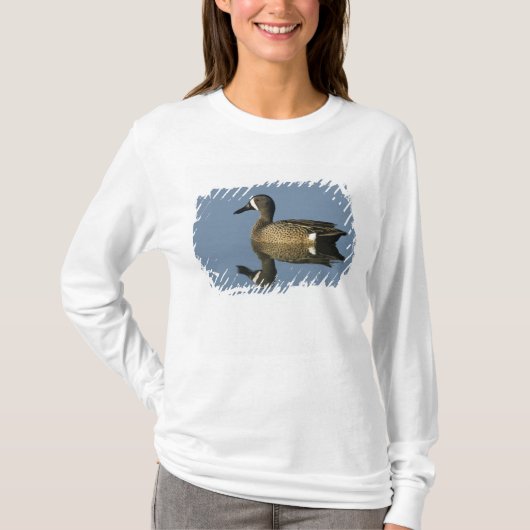 コシアカツバメガモ, Anas discors, オス, ポート Tシャツ (正面)