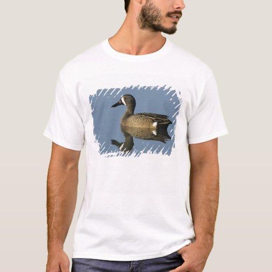 コシアカツバメガモ, Anas discors, オス, ポート Tシャツ (正面)