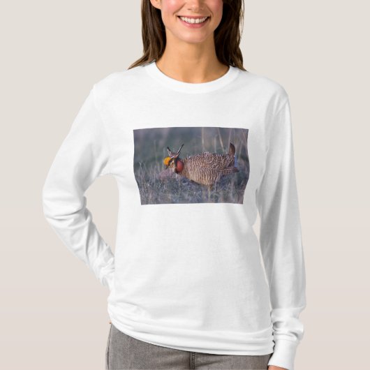 コシャクシギ Tシャツ (正面)