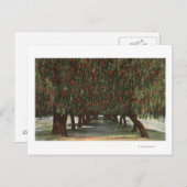 コショウの木のカリフォルニアグルーブ ポストカード (正面/裏面)