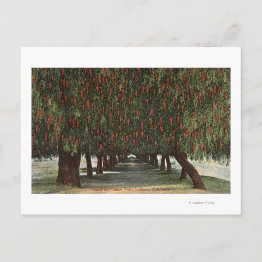 コショウの木のカリフォルニアグルーブ ポストカード (正面)