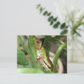 コショウの木の中の斑点のある蛙 ポストカード (スタンド正面)