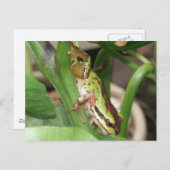 コショウの木の中の斑点のある蛙 ポストカード (正面/裏面)