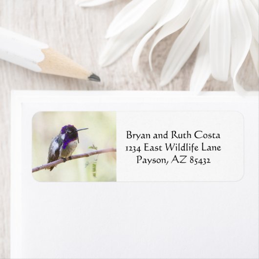 コスタのハチドリが枝に止まった ラベル (インサイチュ)