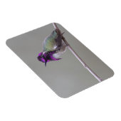 コスタのハチドリ マグネット (右側)