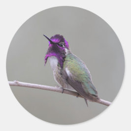 コスタのハチドリ ラウンドシール