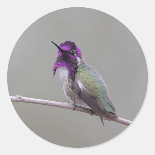 コスタのハチドリ ラウンドシール (正面)