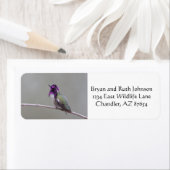 コスタのハチドリ ラベル (インサイチュ)