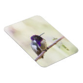 コスタのハミングバードが枝に止まった マグネット (右側)