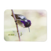 コスタのハミングバードが枝に止まった マグネット (横)