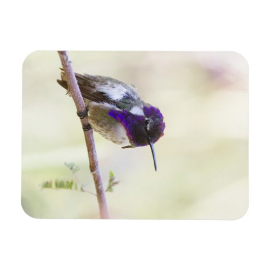 コスタのハミングバードが枝に止まった マグネット (横)