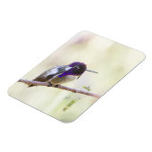 コスタのハミングバードが枝に止まった マグネット (左側)