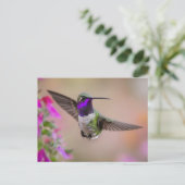 コスタのハミングバード ポストカード (スタンド正面)