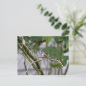 コスタのハミングバード ポストカード (スタンド正面)