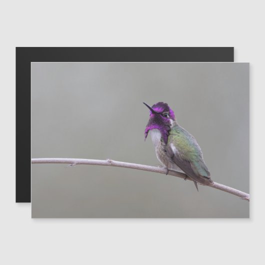 コスタハチドリ (正面/裏面)