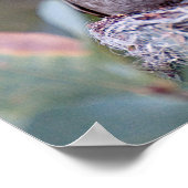 コスタハミングバードとベーブ ポスター (角)