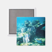 コスタマヤリーフマグネット マグネット (正面/裏面)