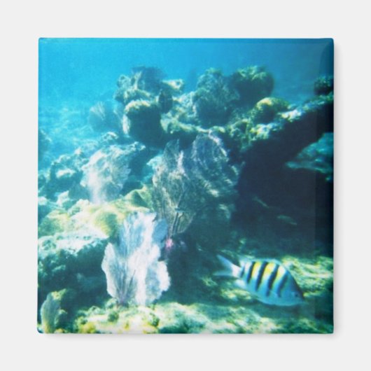 コスタマヤリーフマグネット マグネット (正面)