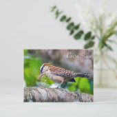 コスタリカで巣を作るグレートアントシャイク鳥 ポストカード (スタンド正面)