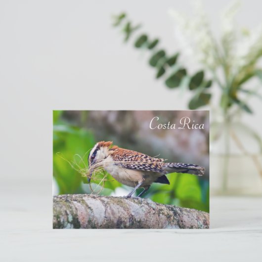 コスタリカで巣を作るグレートアントシャイク鳥 ポストカード (スタンド正面)