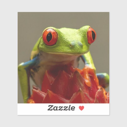 コスタリカで赤い目をしたツリーカエル シール (シート)