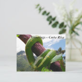 コスタリカのグリーンバイパー ポストカード (スタンド正面)
