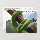 コスタリカのグリーンバイパー ポストカード (正面/裏面)