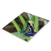 コスタリカのコバルトの染まる投げ矢のカエルのクローズアップ タイル (側面)