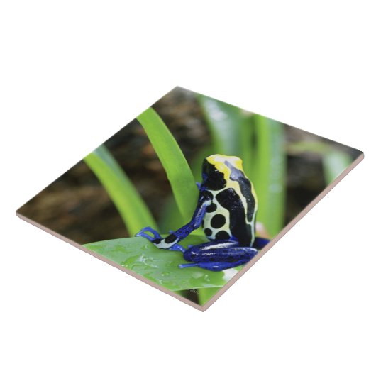コスタリカのコバルトの染まる投げ矢のカエルのクローズアップ タイル (側面)