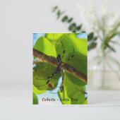 コスタリカのゴールデンオルブスパイダービーチ- Costa Rica ポストカード (スタンド正面)