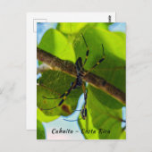 コスタリカのゴールデンオルブスパイダービーチ- Costa Rica ポストカード (正面/裏面)