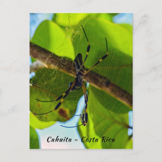 コスタリカのゴールデンオルブスパイダービーチ- Costa Rica ポストカード (正面)