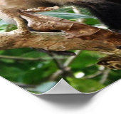 コスタリカのサル ポスター (角)