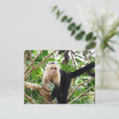 コスタリカのサル ポストカード (スタンド正面)