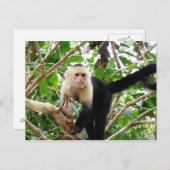 コスタリカのサル ポストカード (正面/裏面)