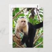 コスタリカのサル ポストカード (正面/裏面)