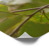 コスタリカのサル、好奇心に満ちた白い顔のカプチン ポスター (角)