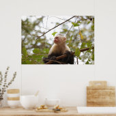 コスタリカのサル、好奇心に満ちた白い顔のカプチン ポスター (キッチン)