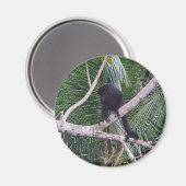 コスタリカのジャングルでハウラーサルとベビーサル マグネット (正面/裏面)