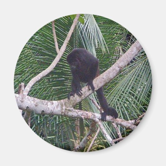 コスタリカのジャングルでハウラーサルとベビーサル マグネット (正面)