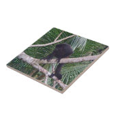 コスタリカのジャングルのホエザルそしてベビー猿 タイル (側面)