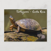 コスタリカのトルトゥゲーロでのカワガメ ポストカード (正面)