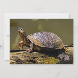 コスタリカのトルトゥゲーロでのカワガメ 招待状