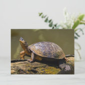 コスタリカのトルトゥゲーロでのカワガメ 招待状 (スタンド正面)