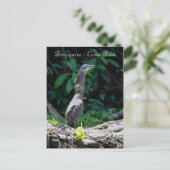 コスタリカのトルトゥゲーロでのハダリラアオサギ ポストカード (スタンド正面)