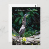 コスタリカのトルトゥゲーロでのハダリラアオサギ ポストカード (正面/裏面)