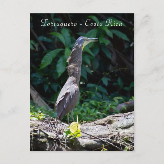 コスタリカのトルトゥゲーロでのハダリラアオサギ ポストカード (正面)